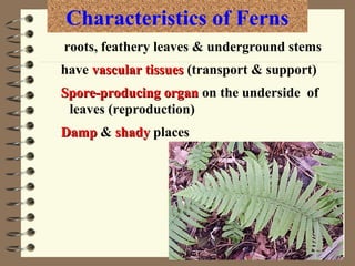 Characteristics of Ferns
roots, feathery leaves & underground stems
have vascular tissues (transport & support)
Spore-producing organ on the underside of
leaves (reproduction)
Damp & shady places

 
