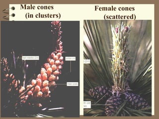 Male cones
(in clusters)

Female cones
(scattered)

 