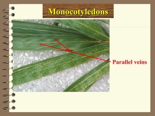 Monocotyledons

Parallel veins

 