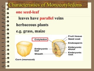 Characteristics of Monocotyledons
one seed-leaf
leaves have parallel veins
herbaceous plants
e.g. grass, maize

 
