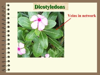 Dicotyledons
Veins in network

 