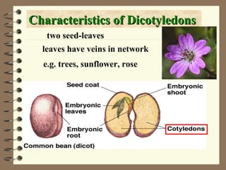 Characteristics of Dicotyledons
two seed-leaves
leaves have veins in network
e.g. trees, sunflower, rose

 