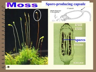 Spore-producing capsule

spores

 