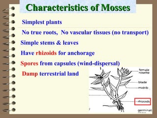 Characteristics of Mosses
Simplest plants
No true roots, No vascular tissues (no transport)
Simple stems & leaves
Have rhizoids for anchorage
Spores from capsules (wind-dispersal)
Damp terrestrial land

 