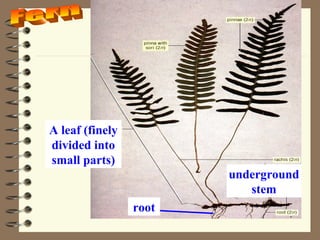 A leaf (finely
divided into
small parts)
underground
stem
root

 