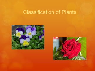Classification of Plants 
 