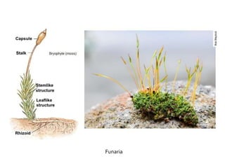 Classification of plants | PDF