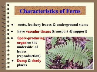 ● roots, feathery leaves & underground stems
Characteristics of Ferns
● have vascular tissues
vascular tissues (transport & support)
● Damp
Damp & shady
shady
places
● Spore-producing
Spore-producing
organ
organ on the
underside of
leaves
(reproduction)
 