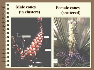 Male cones
(in clusters)
Female cones
(scattered)
 