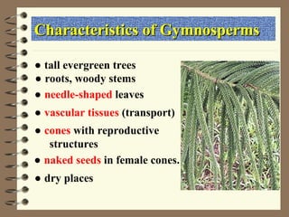 ● roots, woody stems
Characteristics of Gymnosperms
Characteristics of Gymnosperms
● needle-shaped leaves
● tall evergreen trees
● cones with reproductive
structures
● dry places
● vascular tissues (transport)
● naked seeds in female cones.
 