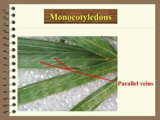 Monocotyledons
Monocotyledons
Parallel veins
 