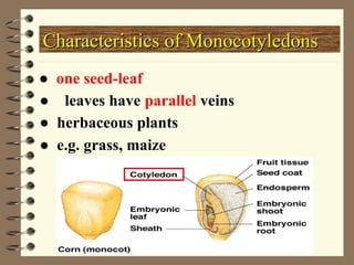 ●one seed-leaf
Characteristics of Monocotyledons
Characteristics of Monocotyledons
● leaves have parallel veins
●herbaceous plants
●e.g. grass, maize
 