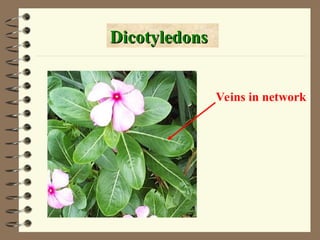 Dicotyledons
Dicotyledons
Veins in network
 