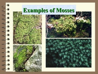 Examples of Mosses
Examples of Mosses
 