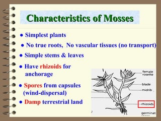 ● No true roots, No vascular tissues (no transport)
Characteristics of Mosses
Characteristics of Mosses
● Simple stems & leaves
● Have rhizoids for
anchorage
● Spores from capsules
(wind-dispersal)
● Damp terrestrial land
● Simplest plants
 