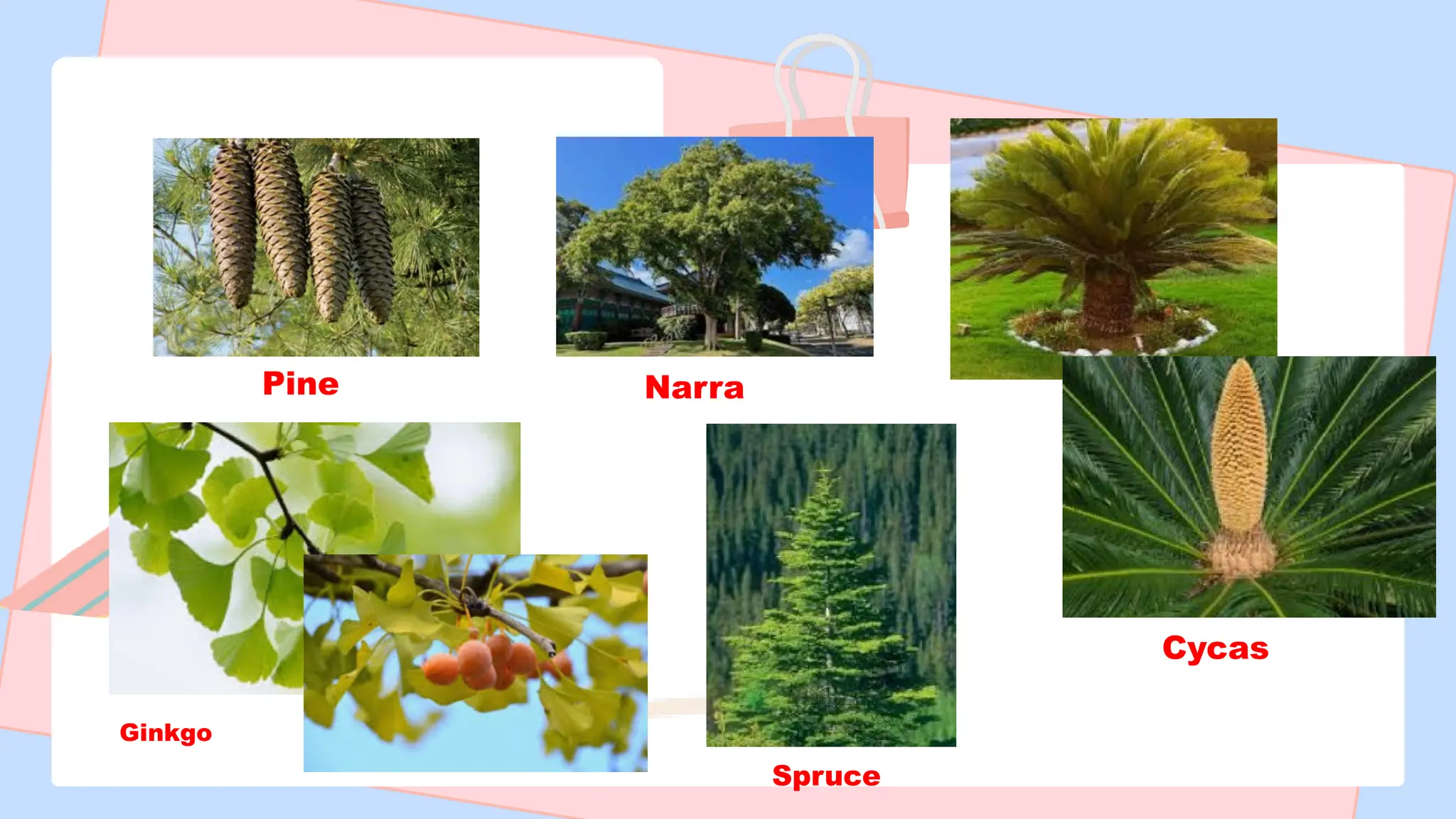 Pinus Cycas Classification of Plants EXAMPLES and S | PPTX