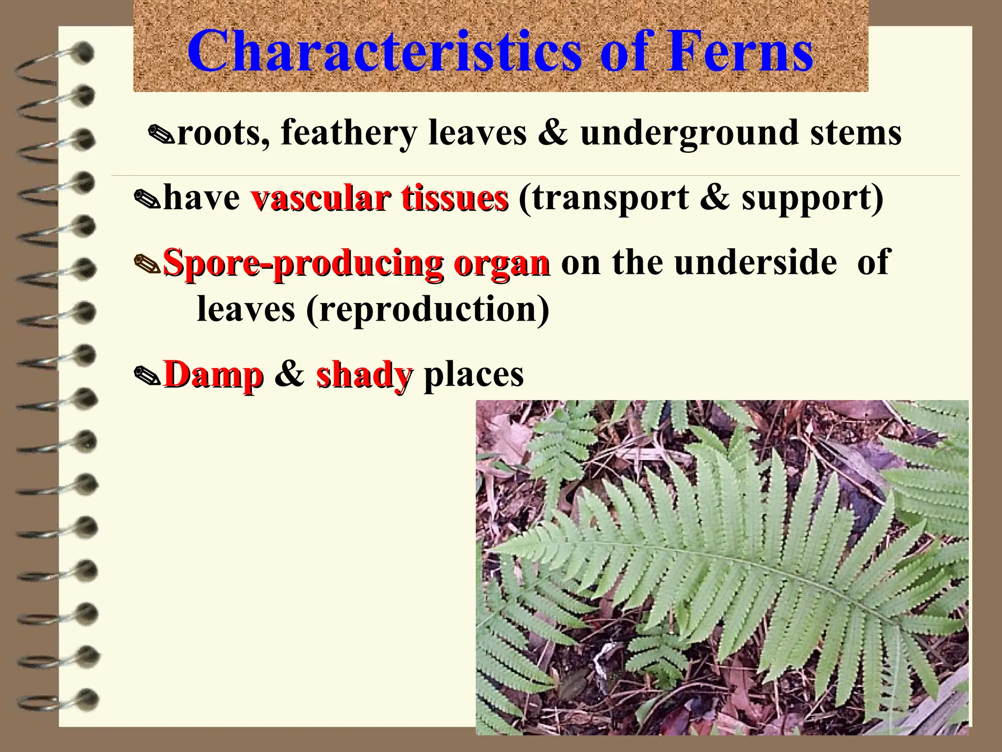 Feathery Roots Classification of plants 2nd powerpoint.ppt
