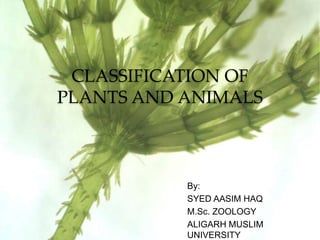 CLASSIFICATION OF
PLANTS AND ANIMALS
By:
SYED AASIM HAQ
M.Sc. ZOOLOGY
ALIGARH MUSLIM
UNIVERSITY
 