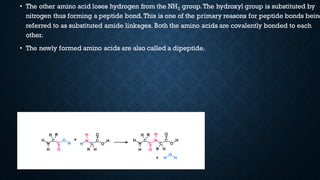• The other amino acid loses hydrogen from the NH2 group.The hydroxyl group is substituted by
nitrogen thus forming a peptide bond.This is one of the primary reasons for peptide bonds being
referred to as substituted amide linkages. Both the amino acids are covalently bonded to each
other.
• The newly formed amino acids are also called a dipeptide.
 