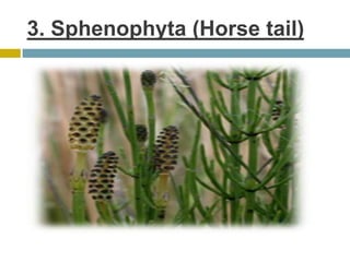 3. Sphenophyta (Horse tail)
 