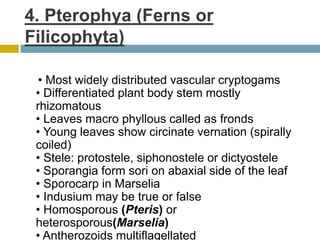 4. Pterophya (Ferns or
Filicophyta)
• Most widely distributed vascular cryptogams
• Differentiated plant body stem mostly
rhizomatous
• Leaves macro phyllous called as fronds
• Young leaves show circinate vernation (spirally
coiled)
• Stele: protostele, siphonostele or dictyostele
• Sporangia form sori on abaxial side of the leaf
• Sporocarp in Marselia
• Indusium may be true or false
• Homosporous (Pteris) or
heterosporous(Marselia)
• Antherozoids multiflagellated
 