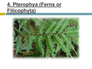4. Pterophya (Ferns or
Filicophyta)
 