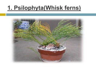 1. Psilophyta(Whisk ferns)
 