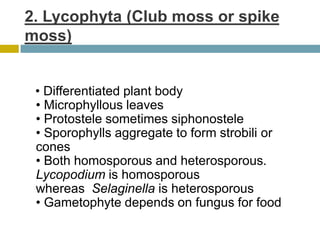 2. Lycophyta (Club moss or spike
moss)
• Differentiated plant body
• Microphyllous leaves
• Protostele sometimes siphonostele
• Sporophylls aggregate to form strobili or
cones
• Both homosporous and heterosporous.
Lycopodium is homosporous
whereas Selaginella is heterosporous
• Gametophyte depends on fungus for food
 