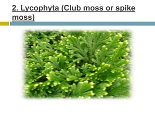 2. Lycophyta (Club moss or spike
moss)
 