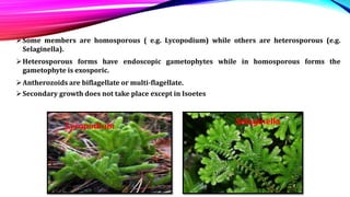 Some members are homosporous ( e.g. Lycopodium) while others are heterosporous (e.g.
Selaginella).
Heterosporous forms have endoscopic gametophytes while in homosporous forms the
gametophyte is exosporic.
Antherozoids are biflagellate or multi-flagellate.
Secondary growth does not take place except in Isoetes
Selaginella
Lycopodium
 