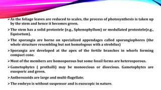 As the foliage leaves are reduced to scales, the process of photosynthesis is taken up
by the stem and hence it becomes green.
The stem has a solid protostele (e.g., Sphenophyllum) or medullated protostele(e.g.,
Equisetum).
The sporangia are borne on specialized appendages called sporangiophores (the
whole structure resembling but not homologous with a strobilus)
Sporangia are developed at the apex of the fertile branches in whorls forming
compact cone.
Most of the members are homosporous but some fossil forms are heterosporous.
Gametophytes ( prothalli) may be monoecious or dioecious. Gametophytes are
exosporic and green.
Antherozoids are large and multi-flagellate.
The embryo is without suspensor and is exoscopic in nature.
 
