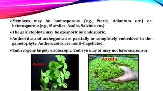 Members may be homosporous (e.g., Pteris, Adiantum etc.) or
heterosporous(e.g., Marsilea, Azolla, Salvinia etc.).
The gametophyte may be exosporic or endosporic.
Antheridia and archegonia are partially or completely embedded in the
gametophyte. Antherozoids are multi-flagellated.
Embryogeny largely endoscopic. Embryo may or may not have suspensor
Azolla
 