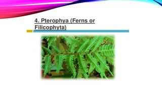 Classification of pteridophytes