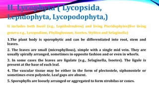 II. Lycophyta ( Lycopsida,
Lepidophyta, Lycopodophyta,)
It includes both fossil (e.g., Lepidodendron) and living Pteridophytes(five living
genera e.g., Lycopodium, Phylloglossum, Isoetes, Stylites and Selaginella)
1.The plant body is sporophytic and can be differentiated into root, stem and
leaves.
2. The leaves are small (microphyllous), simple with a single mid vein. They are
usually spirally arranged, sometimes in opposite fashion and or even in whorls.
3. In some cases the leaves are ligulate (e.g., Selaginella, Isoetes). The ligule is
present at the base of each leaf.
4. The vascular tissue may be either in the form of plectostele, siphonostele or
sometimes even polystele. Leaf gaps are absent.
5. Sporophylls are loosely arranged or aggregated to form strobilus or cones.
 