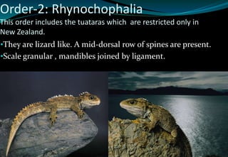 Classification Of Reptiles