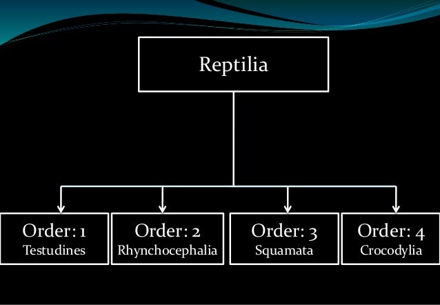 Reptile Taxonomy Chart