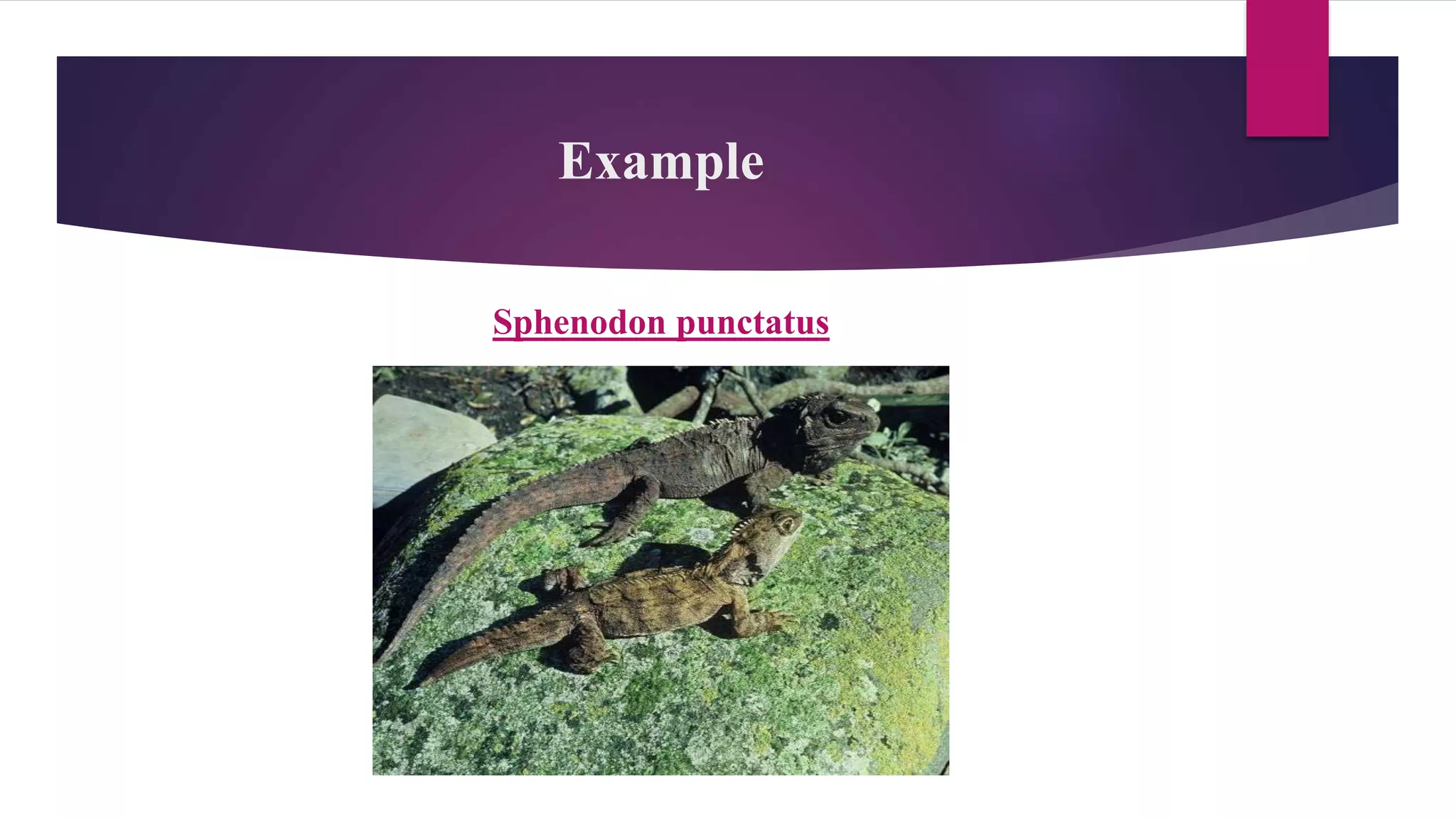 Example
Sphenodon punctatus
 