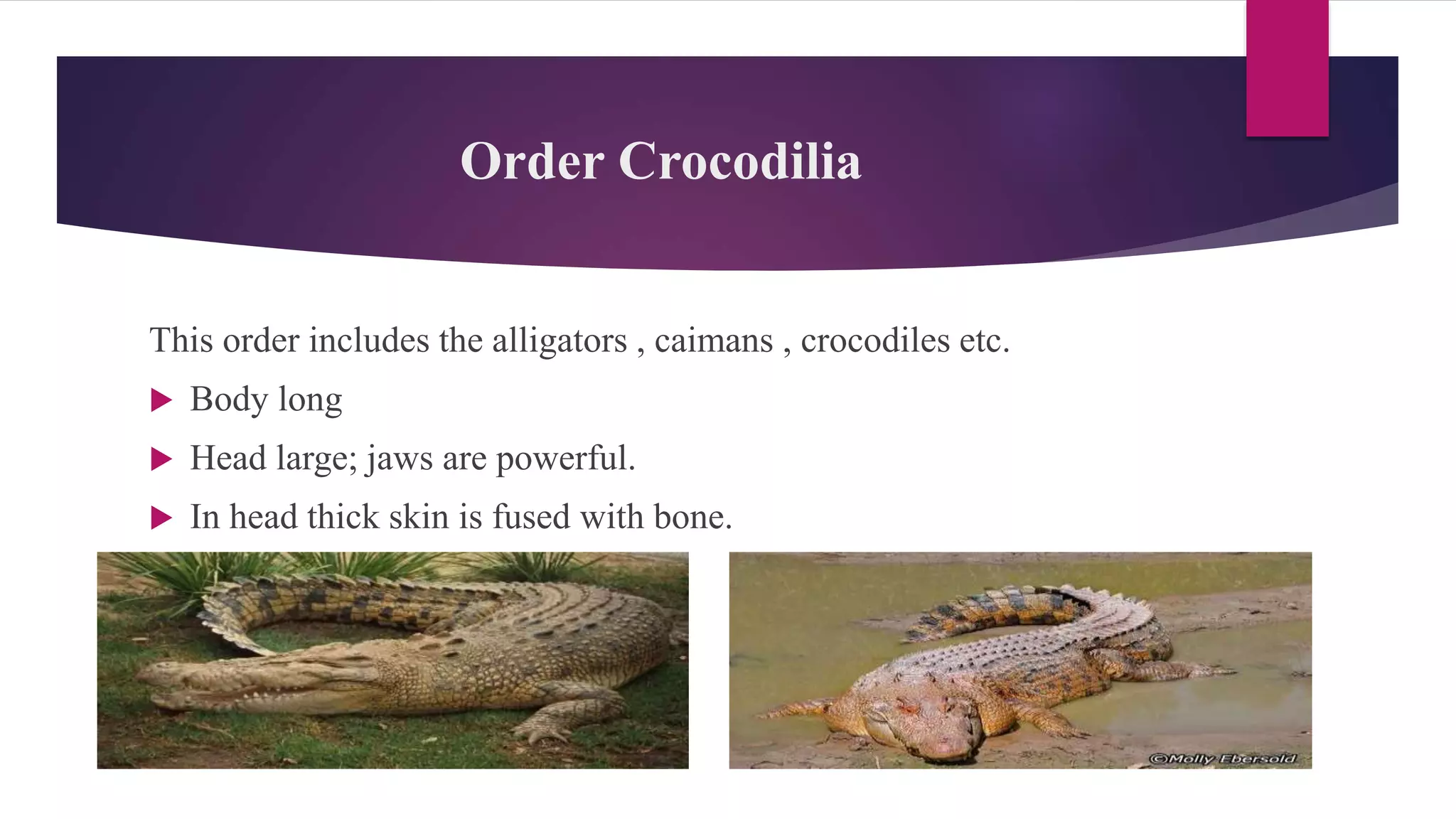 Order Crocodilia
This order includes the alligators , caimans , crocodiles etc.
 Body long
 Head large; jaws are powerful.
 In head thick skin is fused with bone.
 