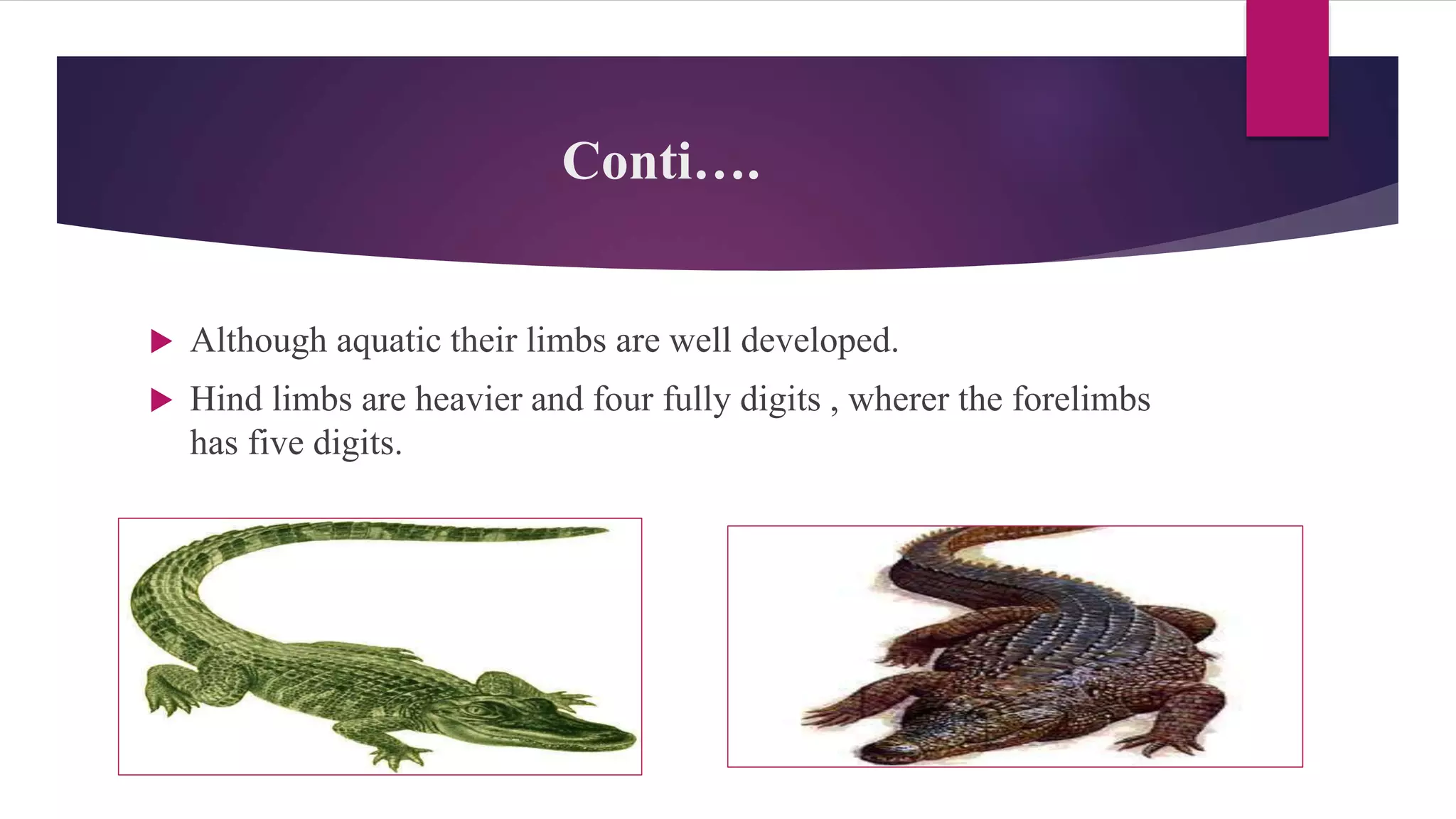 Conti….
 Although aquatic their limbs are well developed.
 Hind limbs are heavier and four fully digits , wherer the forelimbs
has five digits.
 
