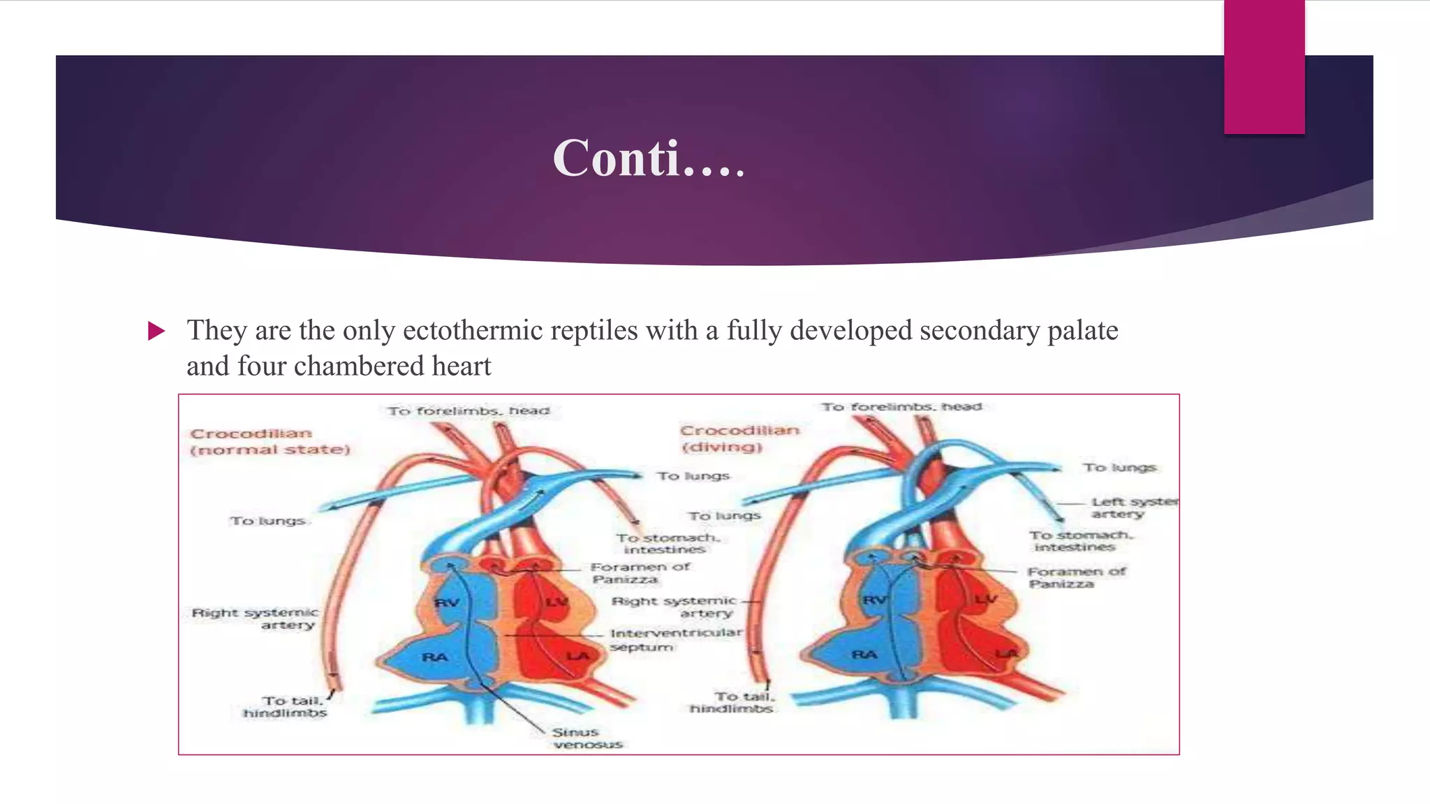 Conti….
 They are the only ectothermic reptiles with a fully developed secondary palate
and four chambered heart
 
