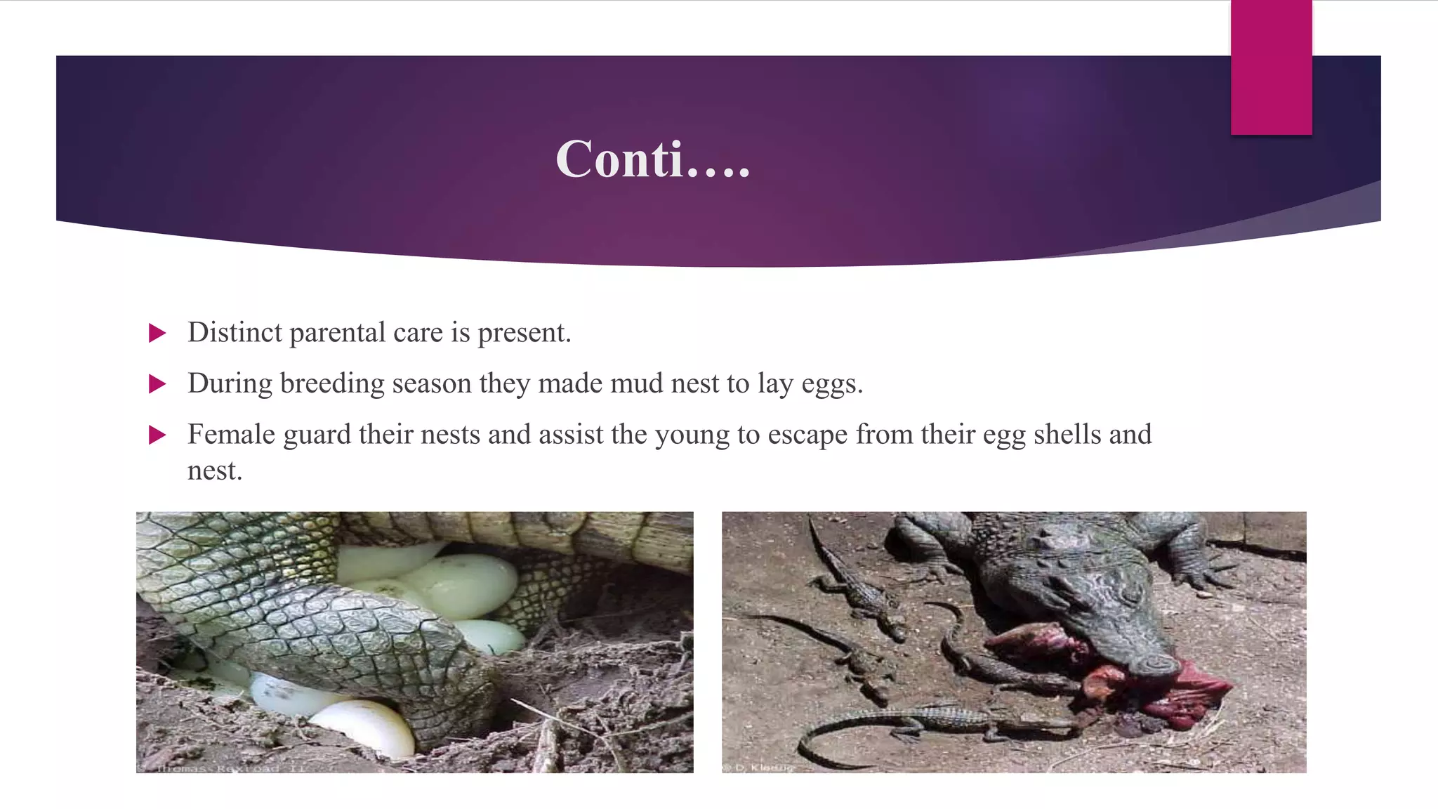 Conti….
 Distinct parental care is present.
 During breeding season they made mud nest to lay eggs.
 Female guard their nests and assist the young to escape from their egg shells and
nest.
 