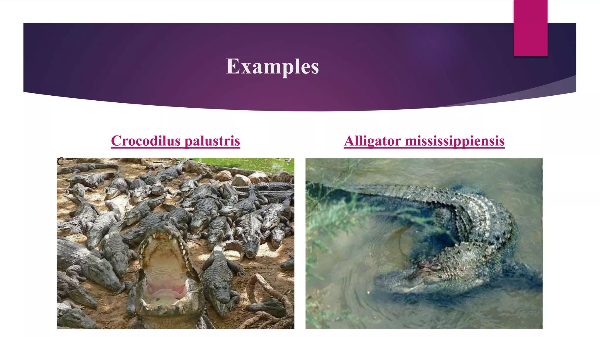 Examples
Crocodilus palustris Alligator mississippiensis
C
 