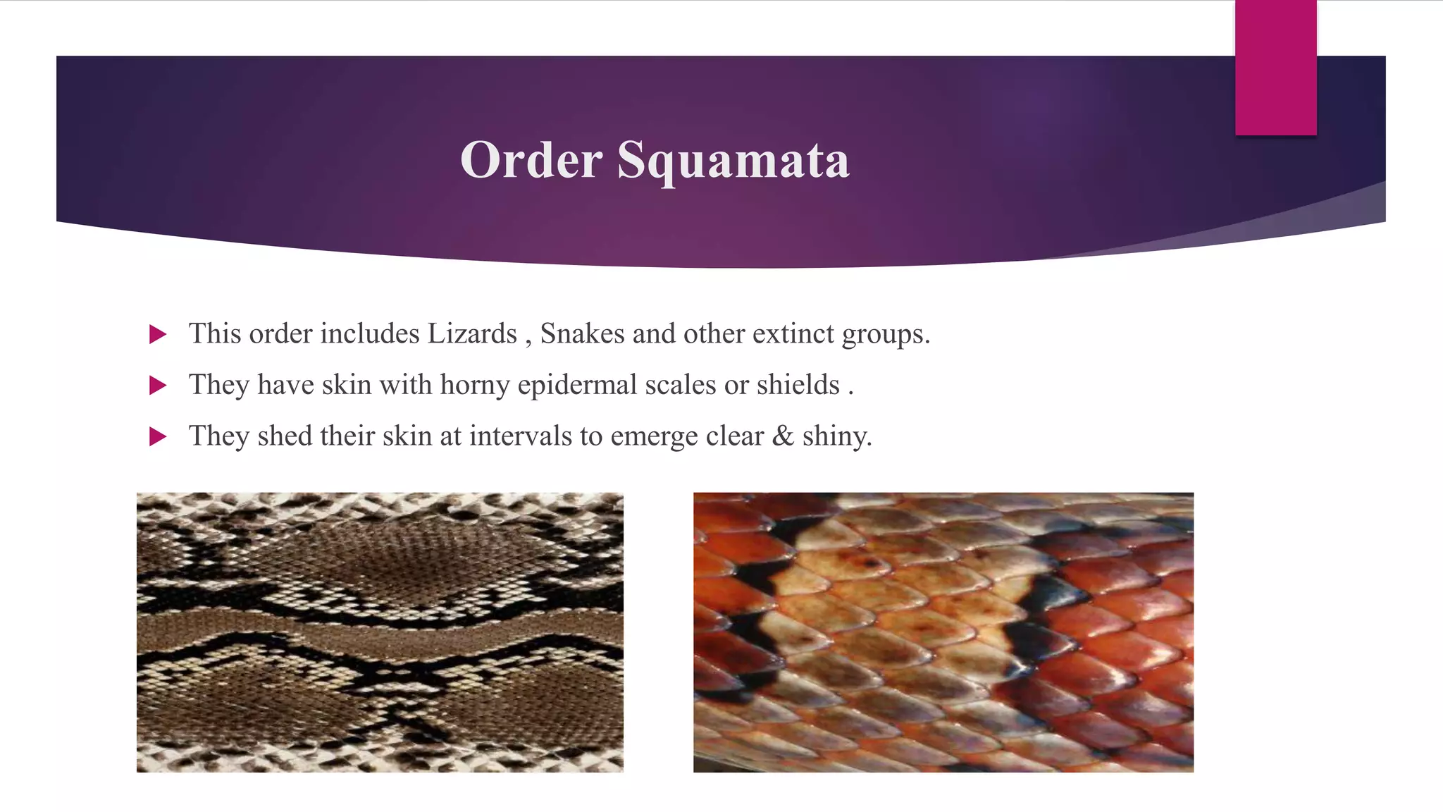 Order Squamata
 This order includes Lizards , Snakes and other extinct groups.
 They have skin with horny epidermal scales or shields .
 They shed their skin at intervals to emerge clear & shiny.
 
