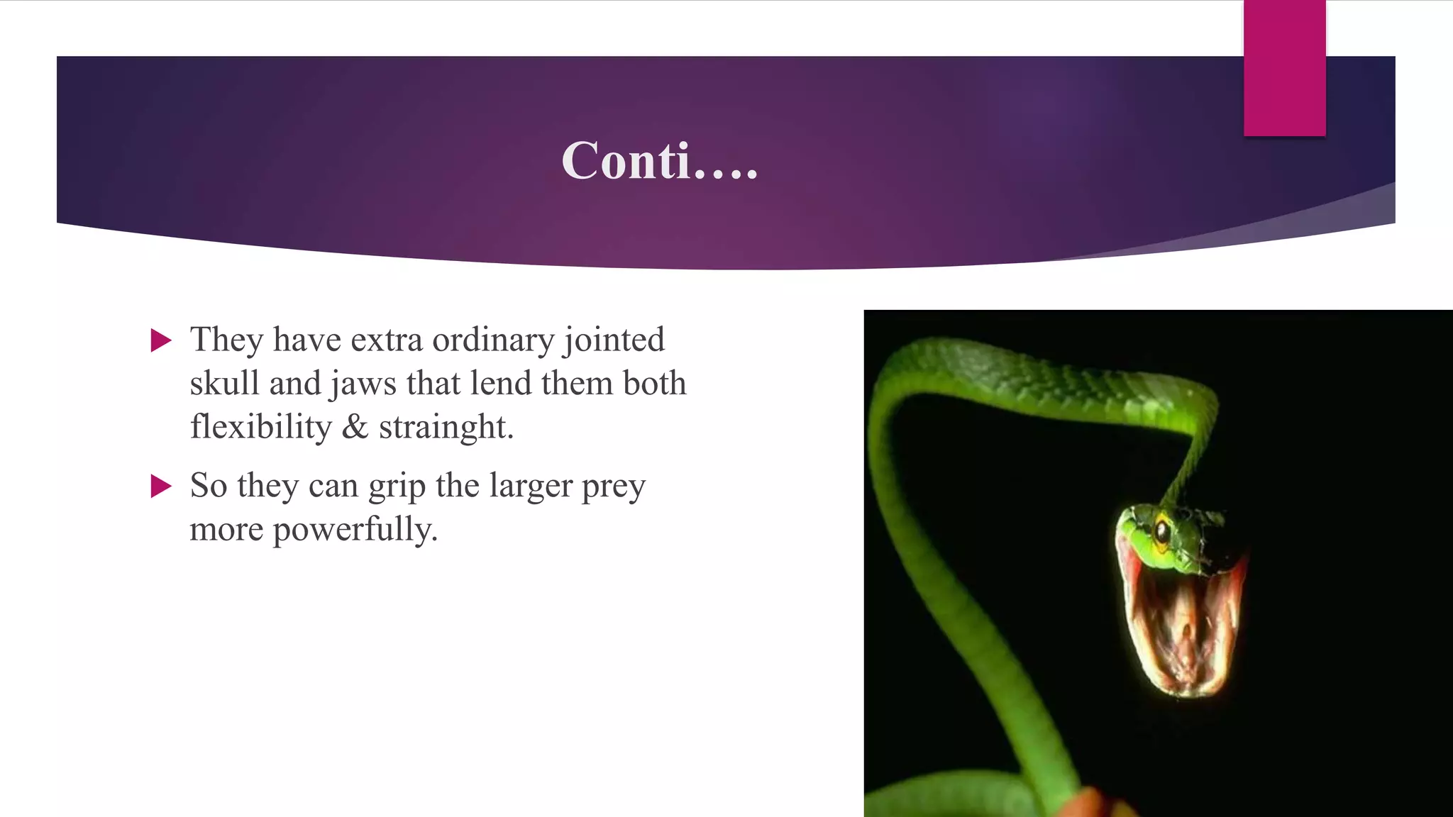 Conti….
 They have extra ordinary jointed
skull and jaws that lend them both
flexibility & strainght.
 So they can grip the larger prey
more powerfully.
 