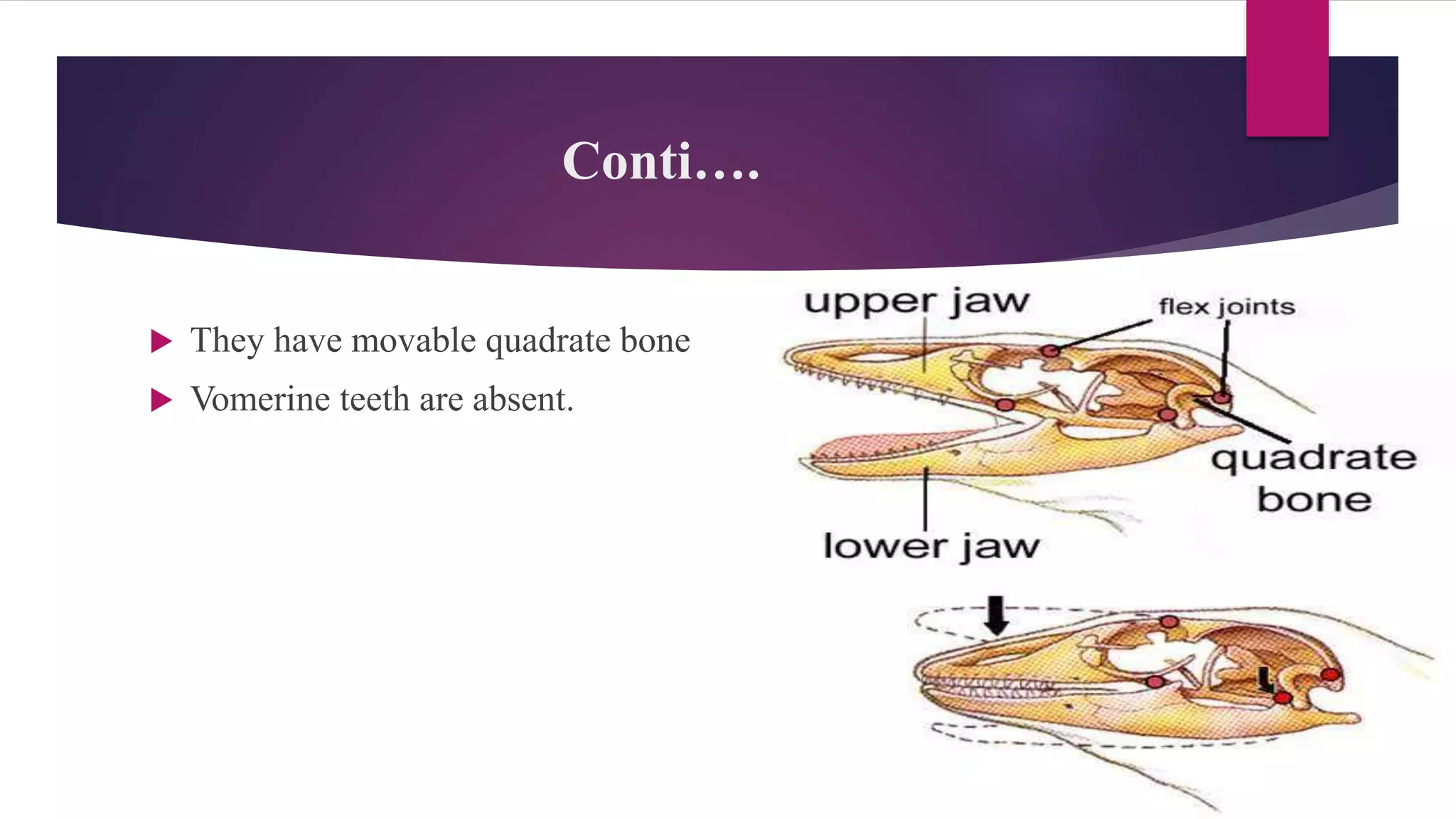 Conti….
 They have movable quadrate bone
 Vomerine teeth are absent.
 