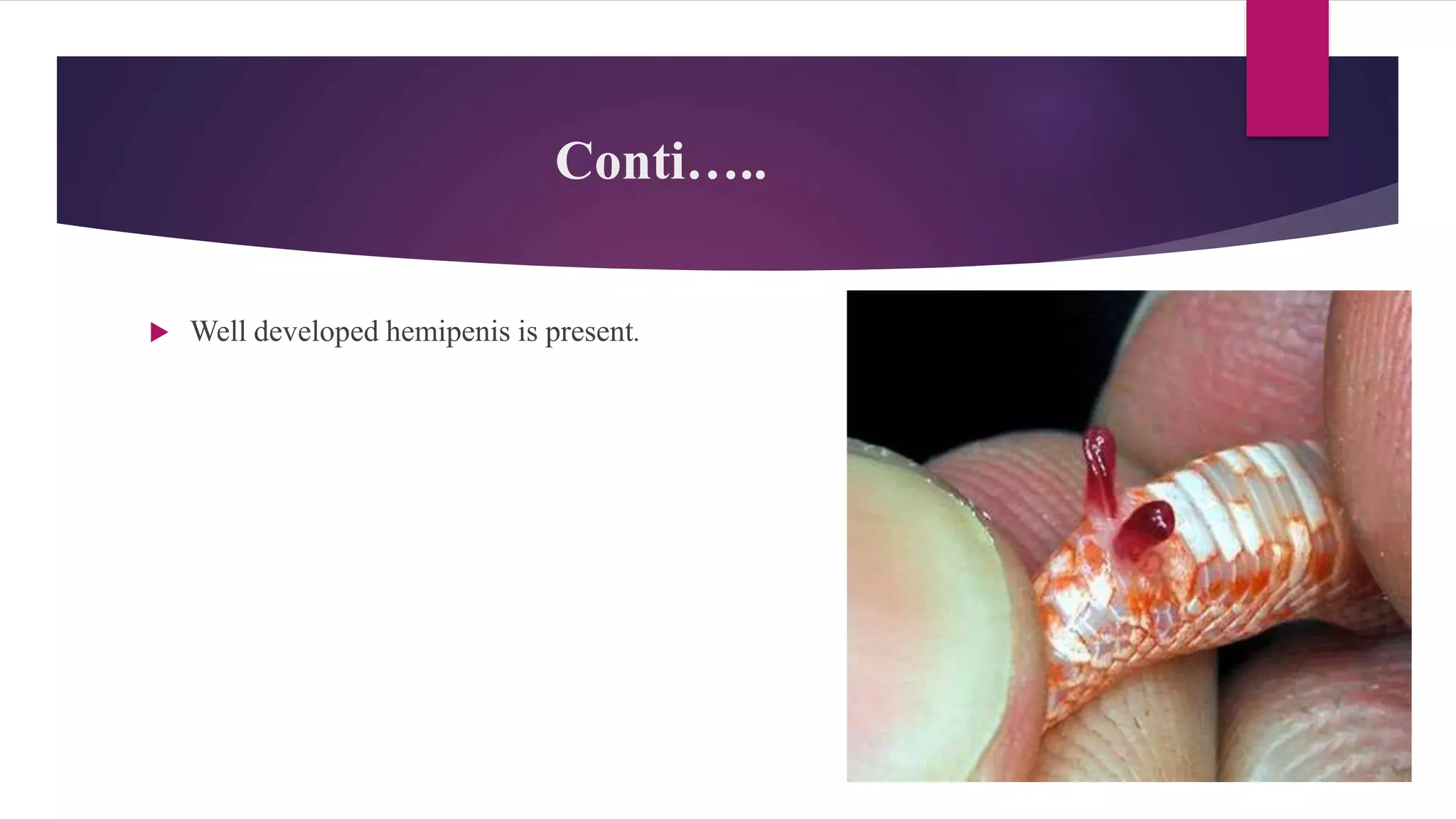 Conti…..
 Well developed hemipenis is present.
 