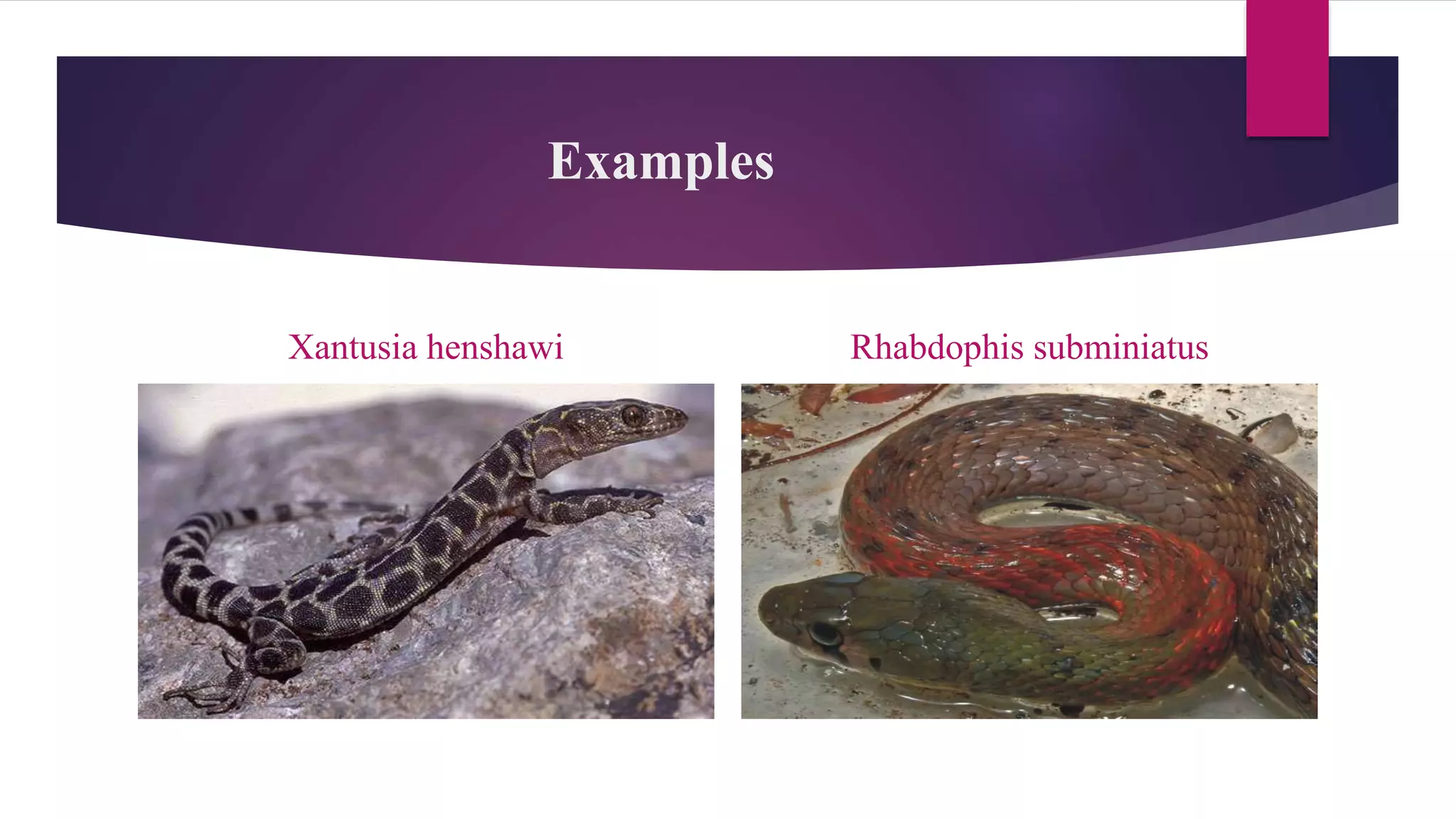 Examples
Xantusia henshawi Rhabdophis subminiatus
 