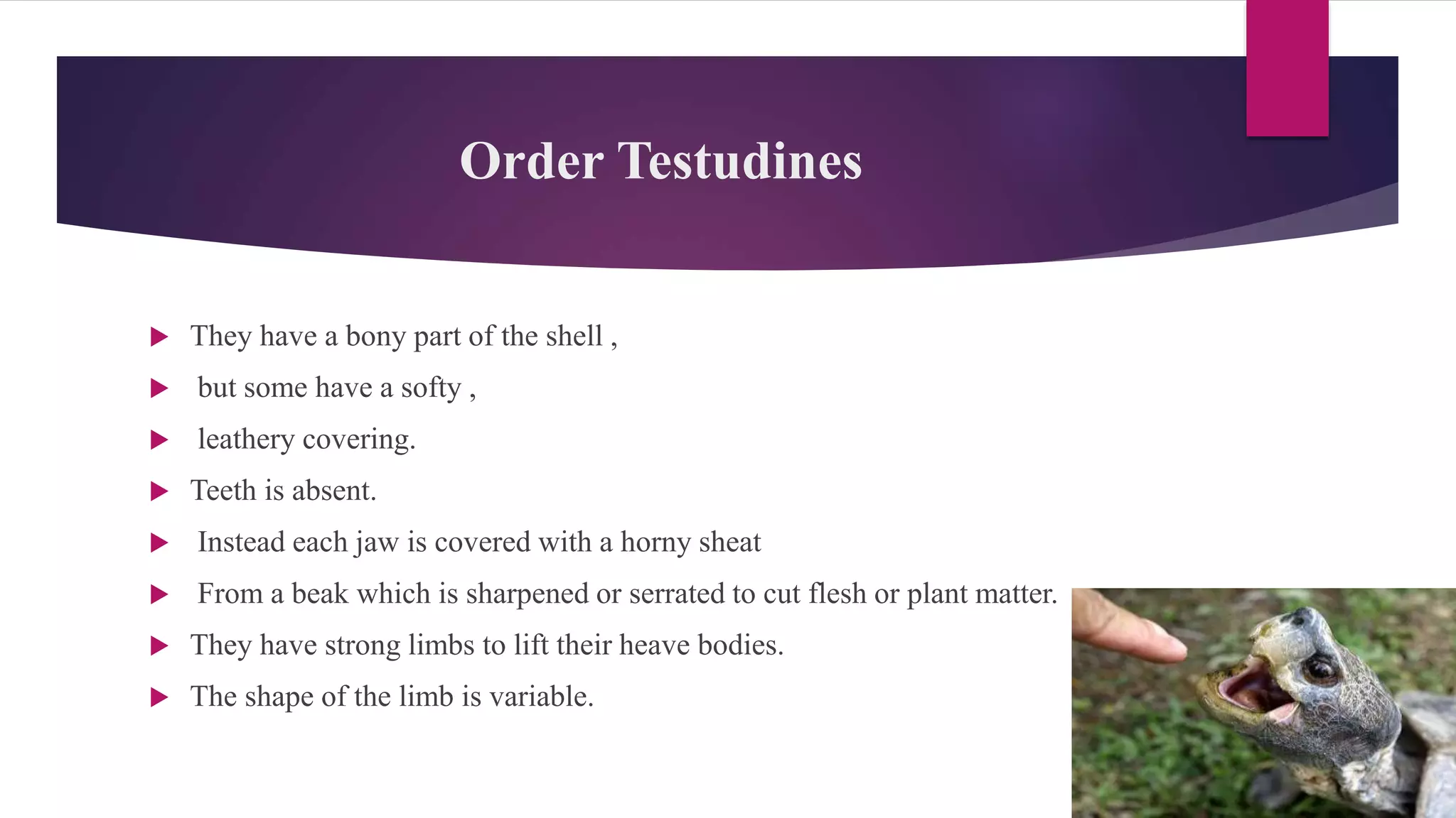 Order Testudines
 They have a bony part of the shell ,
 but some have a softy ,
 leathery covering.
 Teeth is absent.
 Instead each jaw is covered with a horny sheat
 From a beak which is sharpened or serrated to cut flesh or plant matter.
 They have strong limbs to lift their heave bodies.
 The shape of the limb is variable.
 