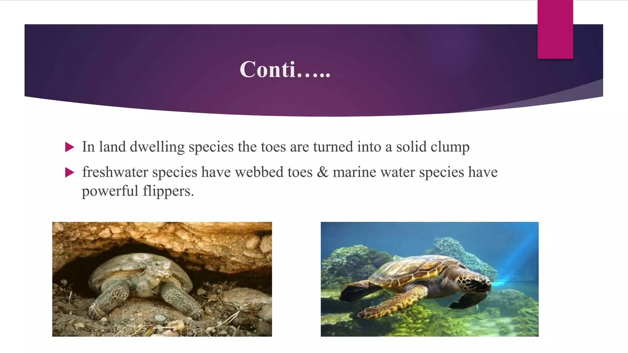 Conti…..
 In land dwelling species the toes are turned into a solid clump
 freshwater species have webbed toes & marine water species have
powerful flippers.
 