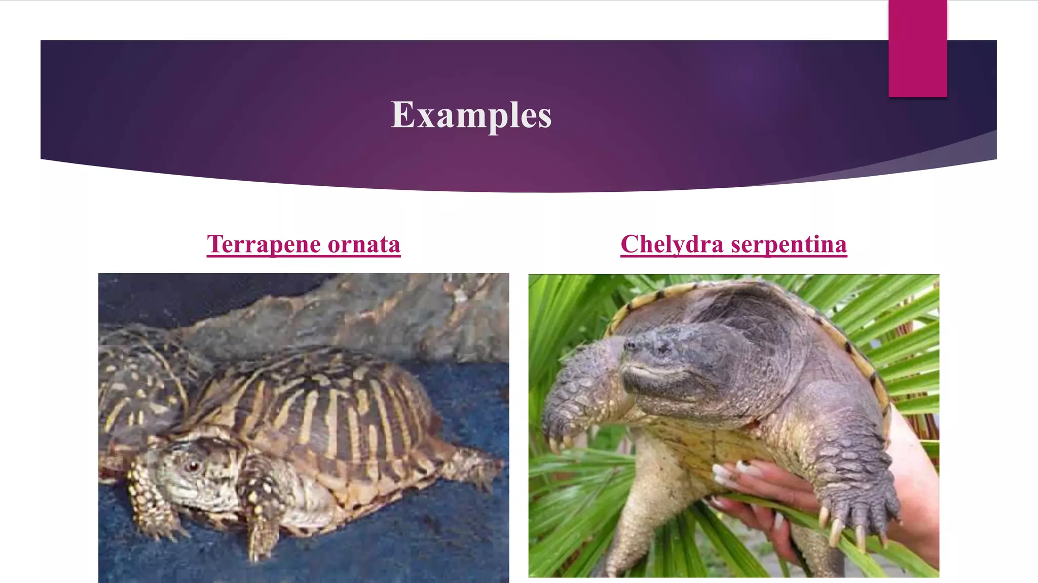 Examples
Terrapene ornata Chelydra serpentina
 